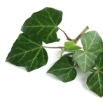 شامپو سیر سیاه بیوکسین ضد ریزش قدرتمند مناسب برای تمامی موها Bioxcin Black Garlic اصل ترکیه